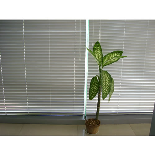 �X�Ͻ���~��